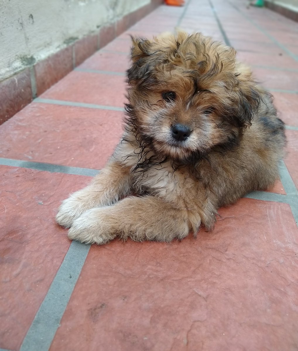 MaryQuerc's tweet photo. Y no, no le gustan las fotos. Mí Lexie ❤️🐶 https://t.co/IVrOwfgmqQ
