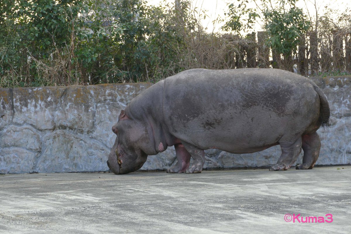 Kuma3 على تويتر 久々のズー君 東武動物公園 カバ