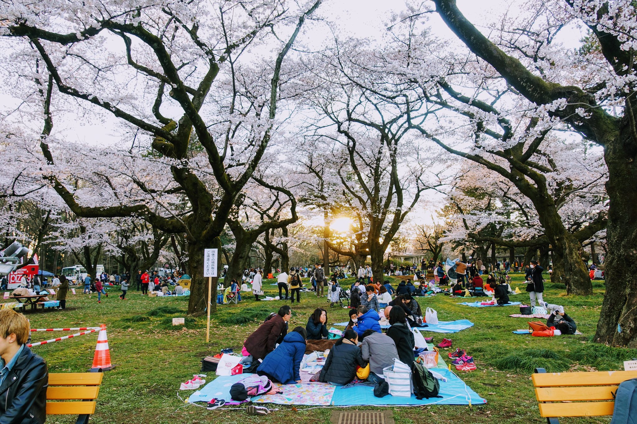 小金井公園の桜 Twitter Search Twitter