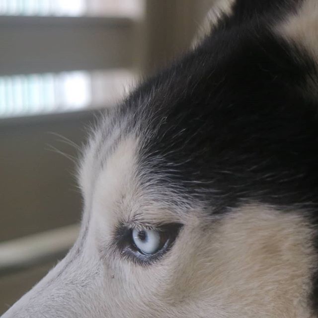 andi_hadinoto's tweet photo. #HuskyWisdom - When you want something; all the universe conspires in helping you to achieve it - Paulo Coelho 🐶
.
#SiberianHusky #SiberianHuskies
#husky #huskies #huskygram
#doglovers #dogs #PlayingWithDog #FunWithDog #PawFriend
#Sunday #weekend https://t.co/KyrKLpOjwE https://t.co/tGhjbGg8Mz