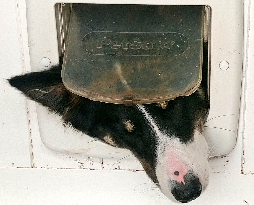 CopeBr's tweet photo. Even when she's fast asleep, her head is all about being outside https://t.co/tw95b3yxjV