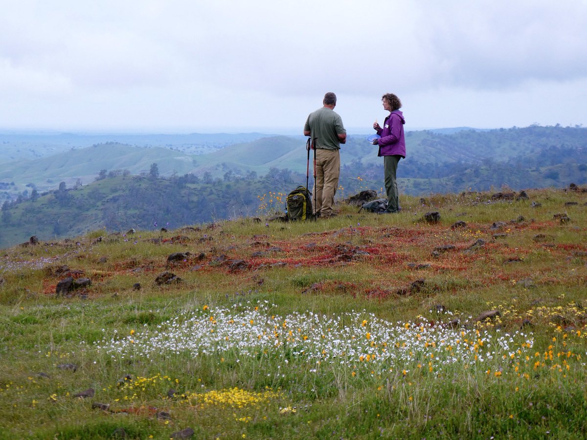 firegirl400's tweet photo. A little rain didn't damper our enthusiasm as we learned about archeological sites, spotted Sierra Newts, said hello to cows and saw wildflowers galore while hiking on the #SierraFoothillConservancy #McKenziePreserve. https://t.co/NEqoV79jTp https://t.co/Ht0ab76Of0