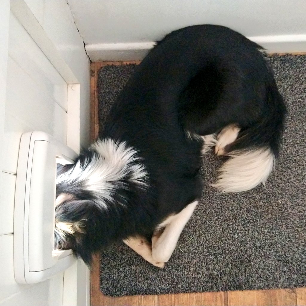 CopeBr's tweet photo. Even when she's fast asleep, her head is all about being outside https://t.co/tw95b3yxjV