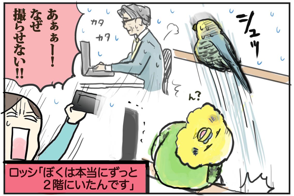 インコ記事更新しました!おじいさんずラブ ーナイショの愛ー https://t.co/BK1owo7B3E … 記事にも書いたけどこのままだとインコブログになりそうなのでこのへんで一旦やめておきますね。(笑)インコネタ楽しかった…?
#セキセイインコ #老鳥 