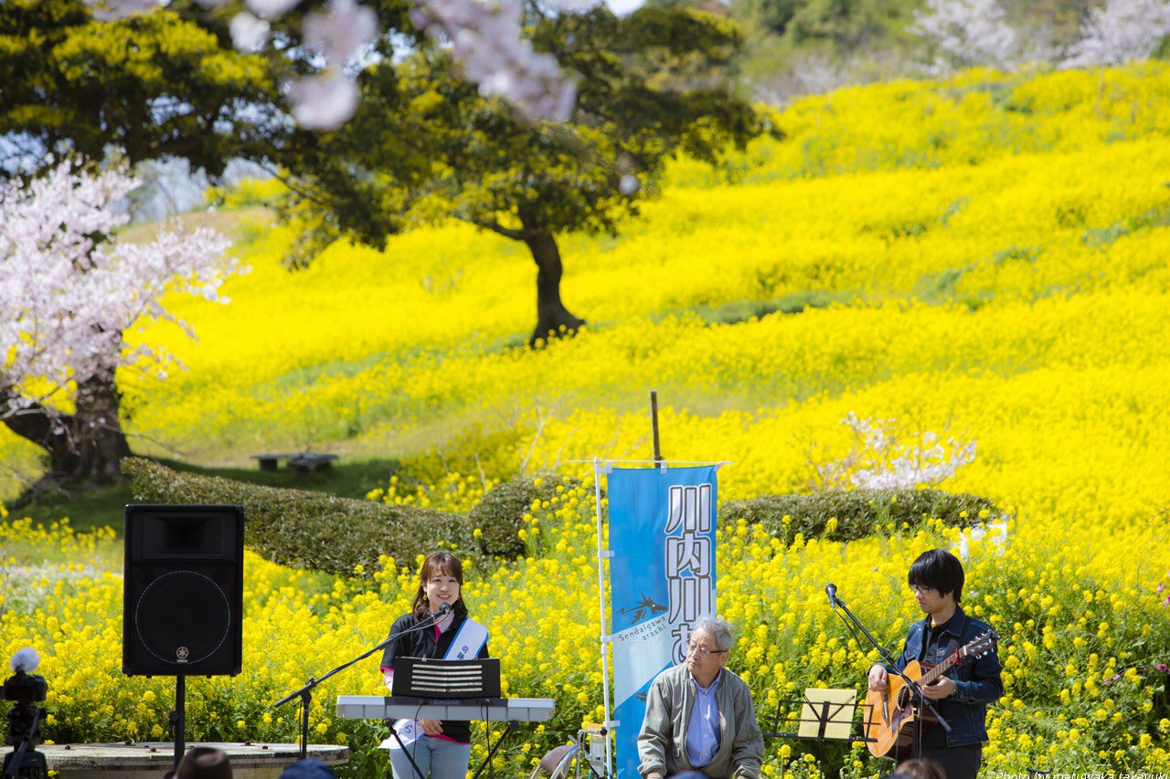 村上留奈 これ以上ない 春満開ステージ 桜 菜の花 贅沢でした 春の柳山はすごいです 柳山アグリランドに着いた瞬間 自然と うわぁぁぁ と 歓声が上がりました この時期の柳山 お楽しみください 鹿児島 薩摩川内市 高江町