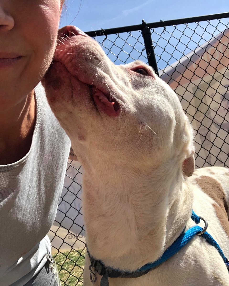 ACCTPhilly's tweet photo. Man, Santana really has a way with the ladies 😂
While Santana may want a home where he can be the only pet, he will cuddle with every single human you bring over to meet him!
Lets find Santana a home, adopt him FEE WAIVED today!
#adoptlocalPHL https://t.co/Nvep9S9fUy