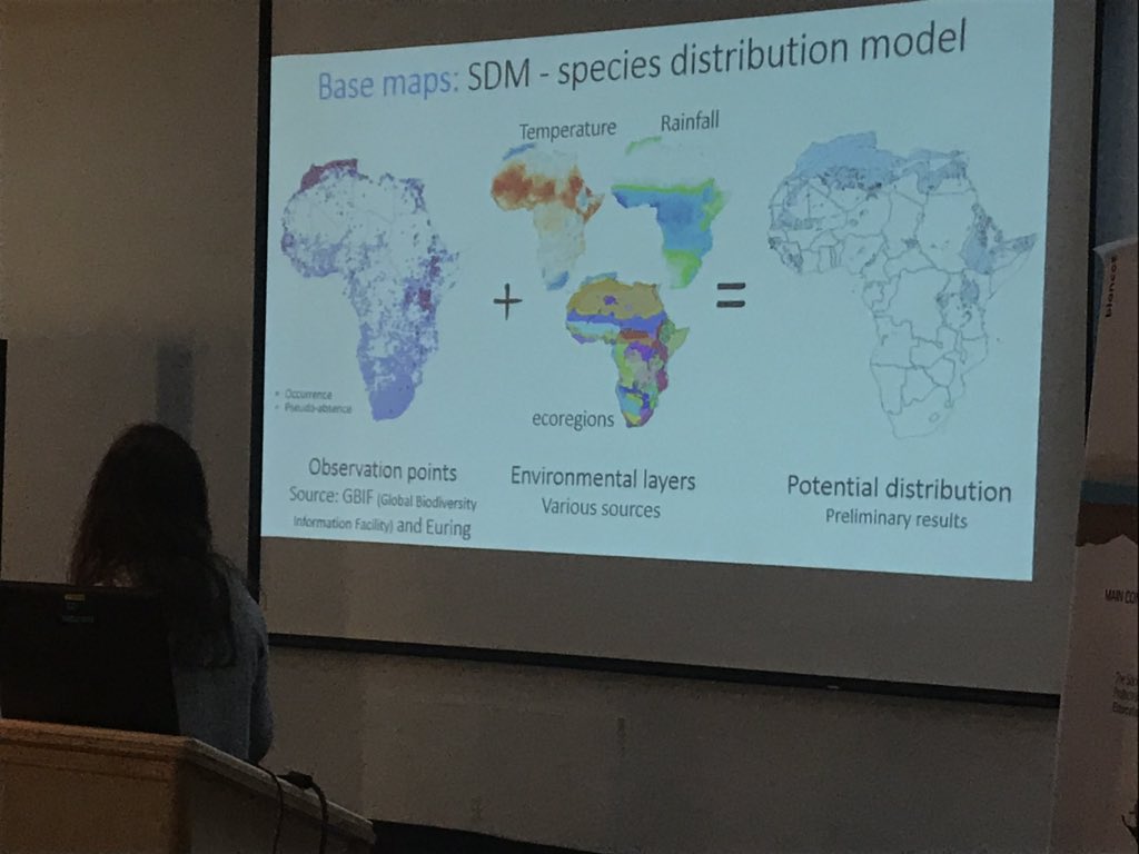 IBOC2019's tweet image. Where do birds flying through Jerusalem Bird Observatory  overwinter? Taz Raz puts stable isotopes to the test in Africa for a number of migratory birds! #IBOC2019