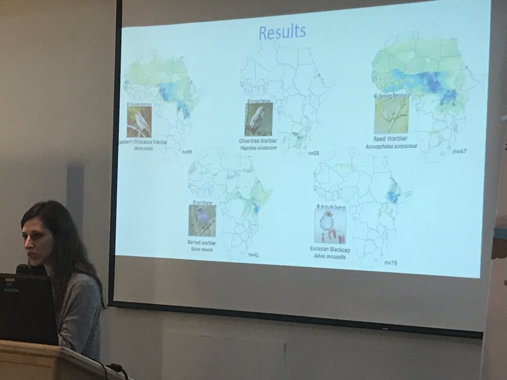 IBOC2019's tweet image. Where do birds flying through Jerusalem Bird Observatory  overwinter? Taz Raz puts stable isotopes to the test in Africa for a number of migratory birds! #IBOC2019
