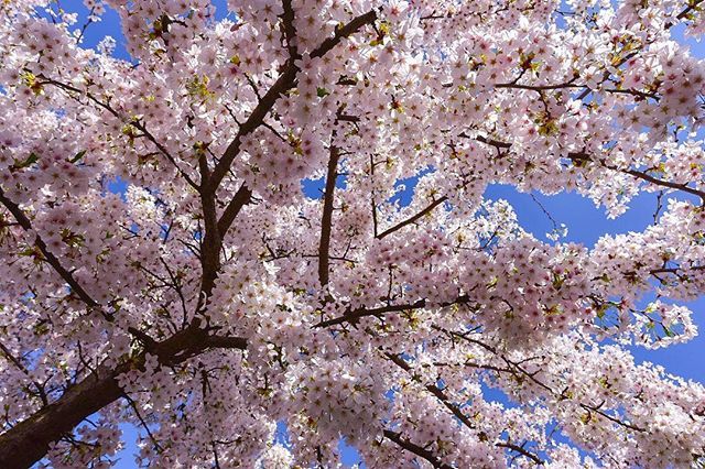 More spring in London. #eastdulwich #dulwich ————————————————————
#london_enthusiast #londonist #igerslondon #cityscape #london4all #hq_uk #thelondonlifeinc #thisislondon #shutup_london #toplondonphoto #wondrouslondon #london_masters #ig_london #mysecret… ift.tt/2FG7rr7