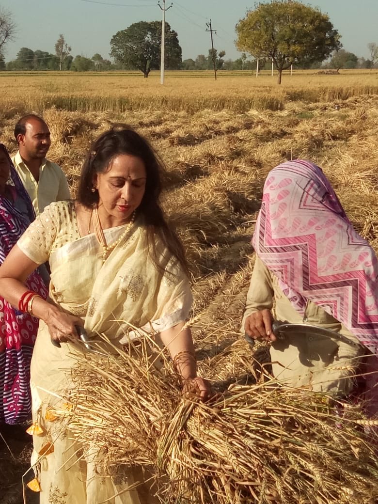 dreamgirlhema's tweet image. Began my Lok Sabha campaign today with the Govardhan Kshetra where I had the opportunity to interact with women working in the fields. A few fotos  for u of my first day of campaign