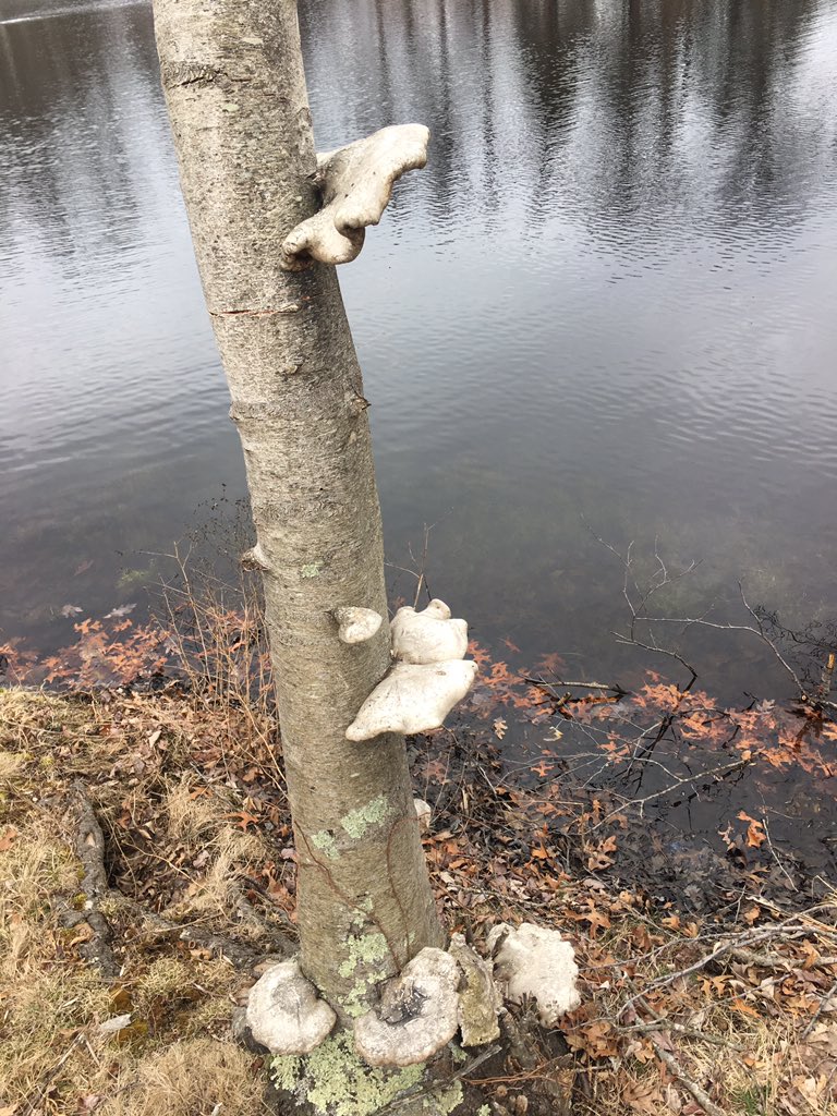 #stonehillbiodiversity