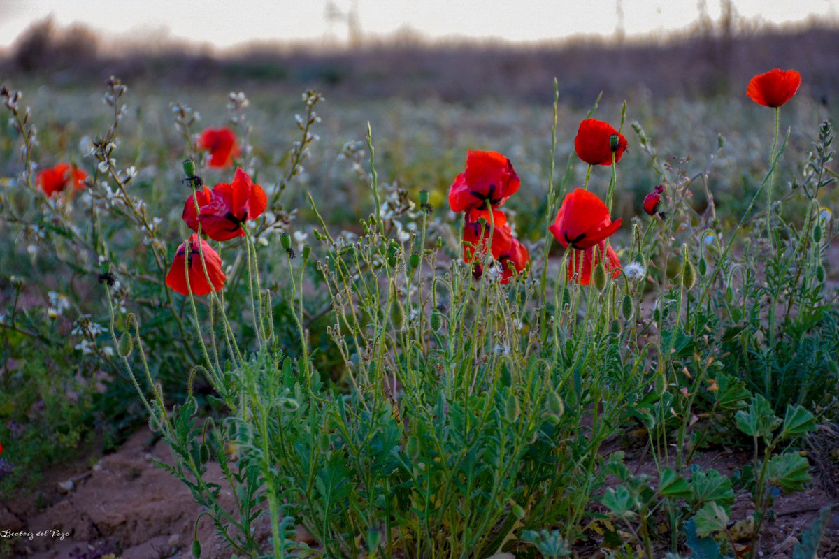 Color...

#colores #colours #primavera #spring #amapola #flores #flowers #landscape #red #potolovers #naturephotography #nature #photographyoftheday #igers #instaflowers #floressilvestres #wildlifephotography #lamancha #toledo #igersToledo