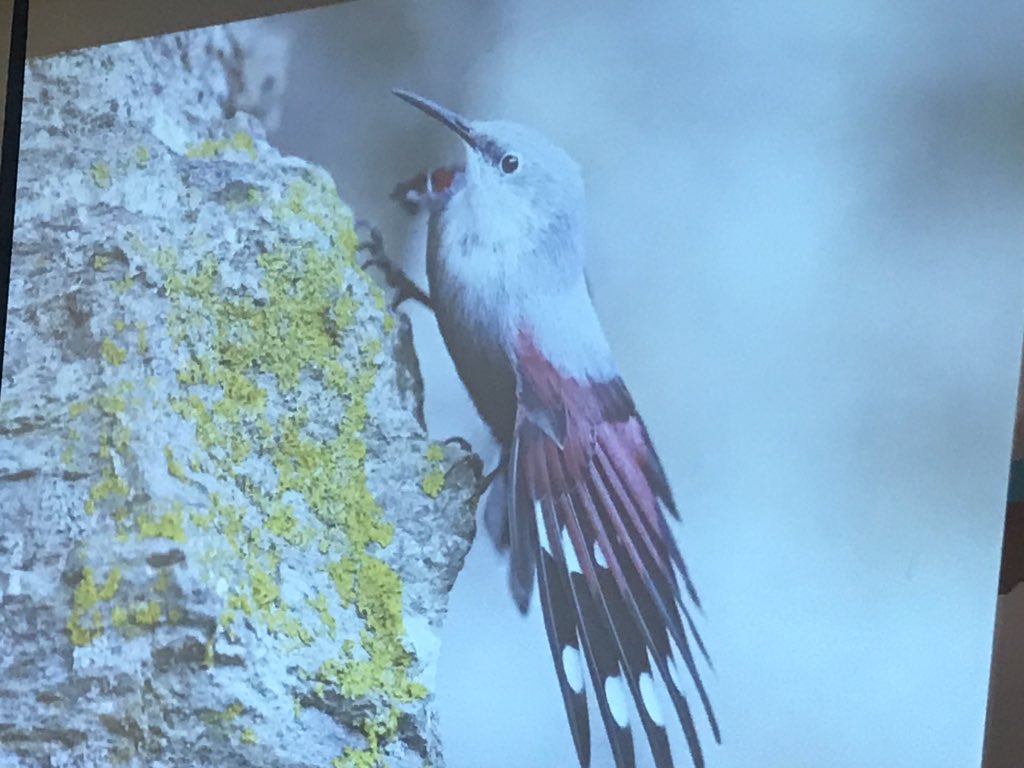 IBOC2019's tweet image. Last, but certainly not least, the final talk of #IBOC2019 is being delivered by the Swiss Ornithological Institute’s Sophie Jaquier! An enlightening walk through the fundraising strategies of one of the world’s largest bird observatories.
