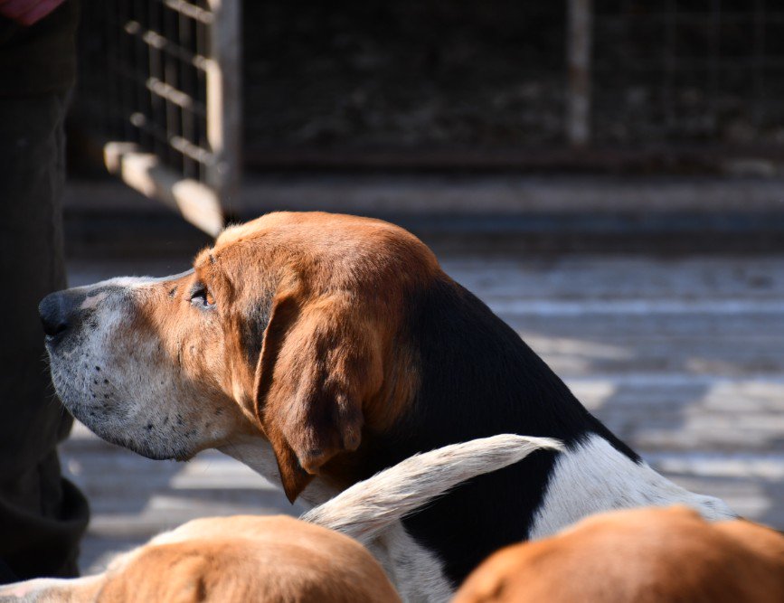 bedeevents's tweet photo. The gorgeous hounds at Belton today
Took a lot of pictures because they were so irresistible so may bring you more later
#BeltonHorseTrials 
@BeltonHouseNT https://t.co/FcNlznLwrQ