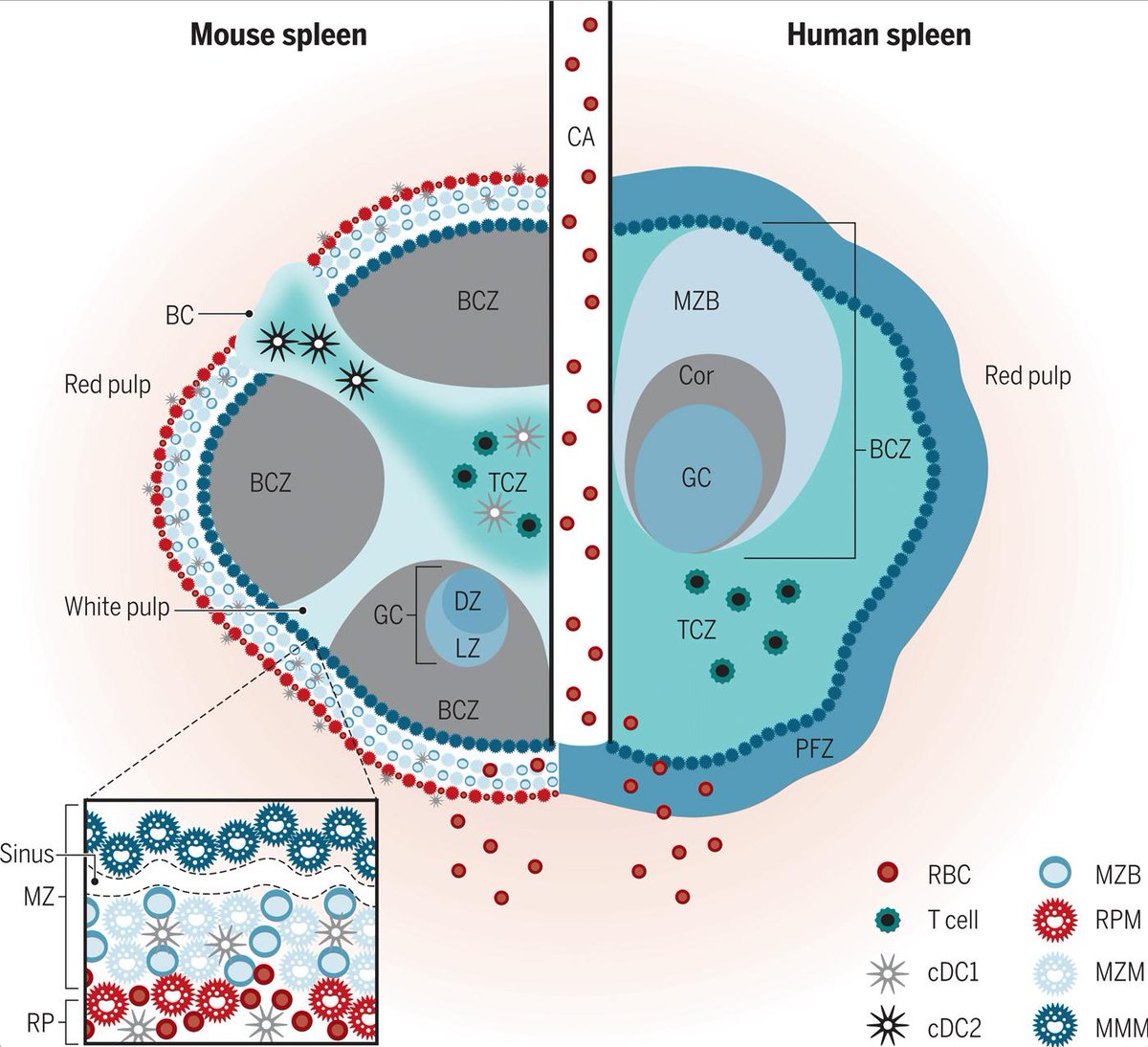 mmw_lmw's tweet image. #Splenic_Architecture | Structure and function of the immune system | # human and Mouse at #Steady_State | Stephanie Eisenbarth @YaleMed @SciImmunology buff.ly/2NKbhD7 | #Mar_ReCap