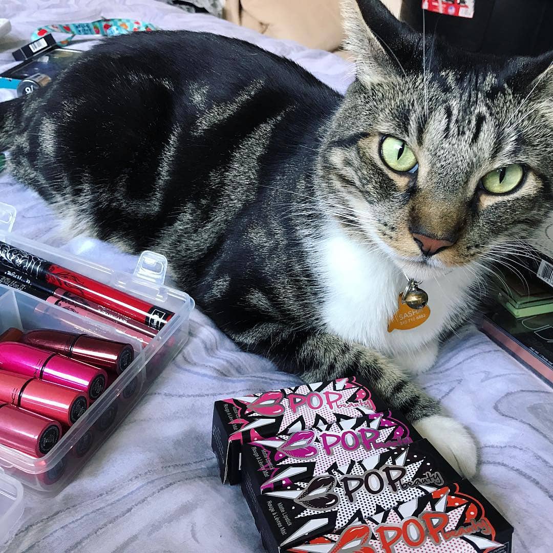 Meowtel's tweet photo. Chub Chub is a #selfcaresunday purrfessional. ๐โฃโฃ
โฃโฃ
๐ธ credit: @chubchub_catโฃโฃ (Insta)
#catnapsallday #makeupassistant #tabbycat #cats #catsoftwitter #themeowlife https://t.co/9L0JWpLIOz
