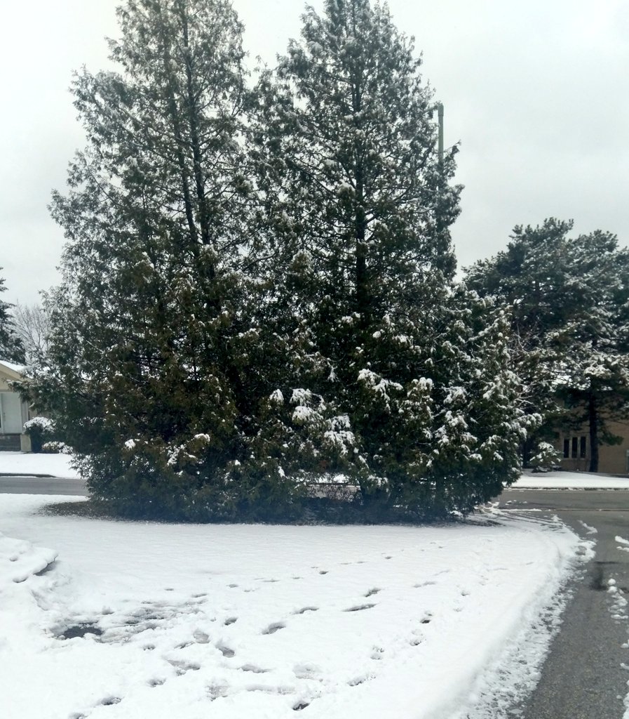 neil_fettes's tweet photo. Toronto had an inch of snow overnight. Melting now. It's kinda beautiful #SpringWonderland https://t.co/j8JXjWZ6te