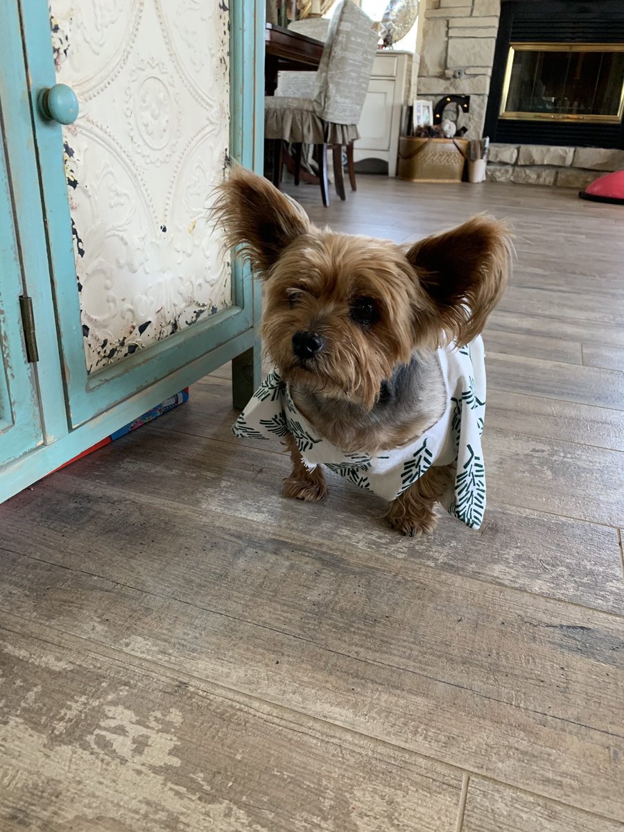 sydneymoos's tweet photo. If you need something to enlighten your day my grandma made a toga for our dog (w/ a belt!!)out of a pillow case to keep him warm and it’s the cutest thing ever!! https://t.co/44ytSNNGr7