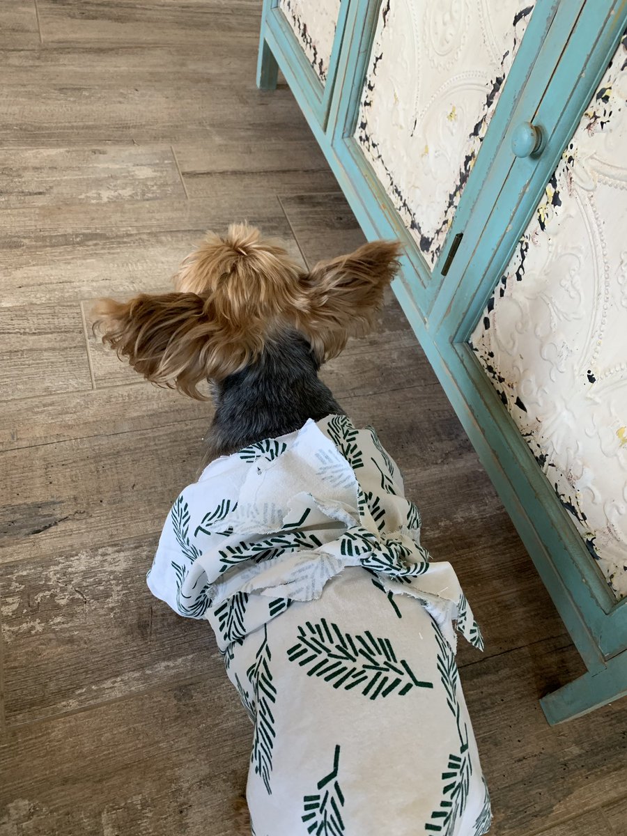 sydneymoos's tweet photo. If you need something to enlighten your day my grandma made a toga for our dog (w/ a belt!!)out of a pillow case to keep him warm and it’s the cutest thing ever!! https://t.co/44ytSNNGr7