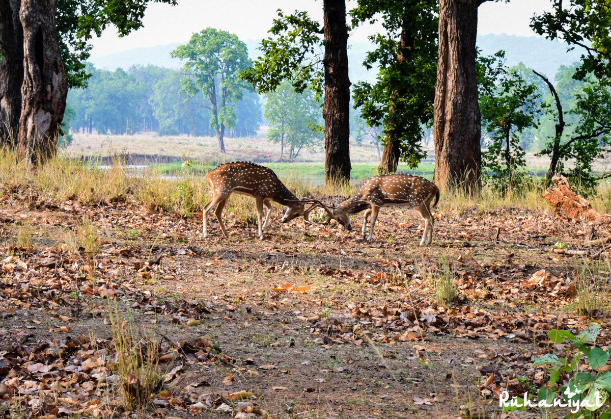 A still from Kanha Tiger reserve on our 'Tiger tour of India'

Let's go close to the wildlife!

#ruralodyssey #wildlife_inspired  #animalphotography  #wildlifephotography

Image Credits: Arjun Chauhan