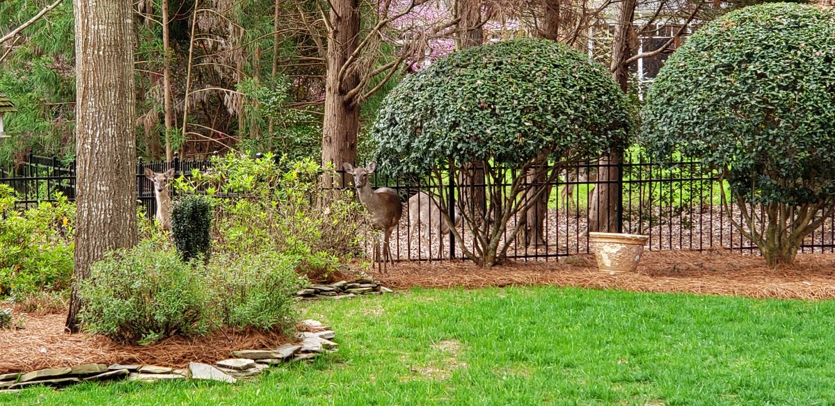 Matt Chappell tweet media