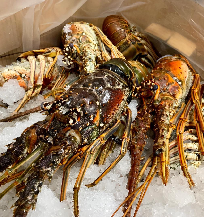 saltonmass's tweet photo. Lobsters taste with their legs and eat with their stomachs? I wouldn’t want to sit next to one at dinner party.

 @massaveindy @yelpindy @visitindy @eathereindy #indyfoodblog #indyrestaurants #seafoodrestaurant #eathere https://t.co/bryZJJU4or