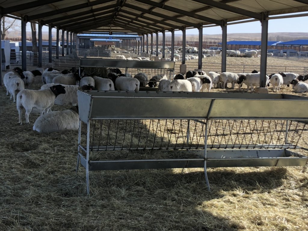 bennett2_mark's tweet photo. Out on the Sino sheep facility in Inner Mongolia, China today. This region holds more sheep than Australia - they’re doing a great job improving genetic selection for lambing rates and weight gain. And still plenty of room for Aust imported product to this important market. https://t.co/M22fvWIPDu