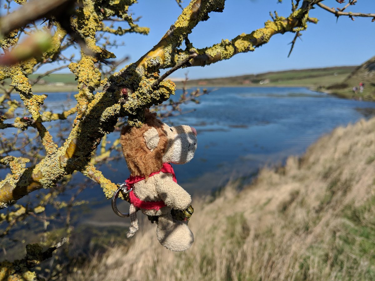 <a href="/Ludwig_Loewe/">Ludwig Loewe ✈️ - Reiselöwe & Abenteurer</a> is hiding in a tree, birdwatching near the sea...