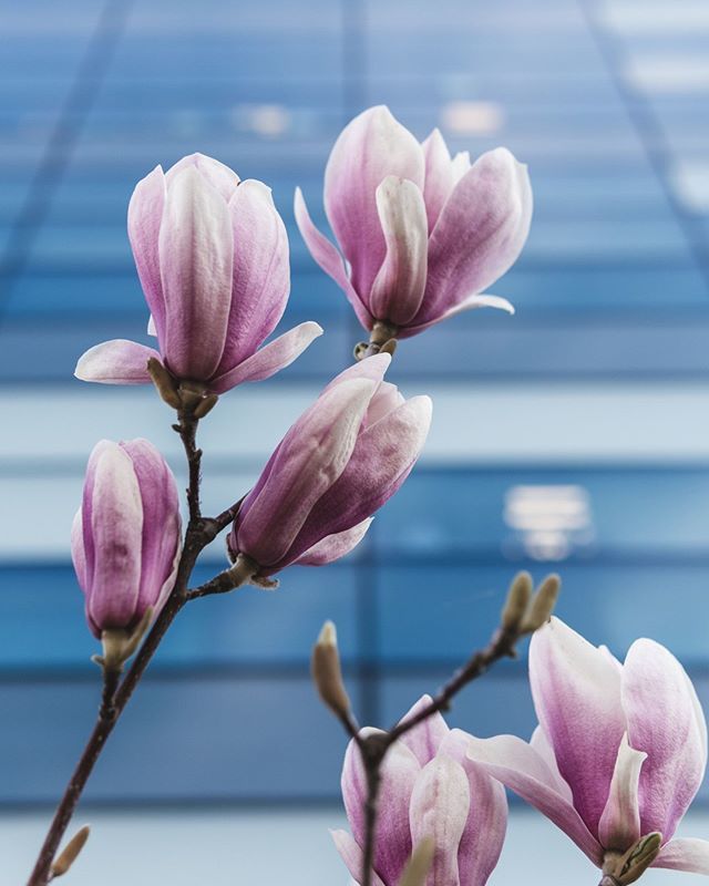 danpandrea's tweet photo. Magnolia⠀
Sony a6300, Sigma 30mm f/1.4 DC DN | 1/640, f/2.8, ISO 100⠀
.⠀
.⠀
.⠀
#magnolia #springflowers #springbloom #springpink #springtime #sonya6300 #sonyalpha #bealpha #sigmalens #sigma30mmf14 #lightroommobile https://t.co/lyVqiP4CQ9 https://t.co/nXmZA62VC1