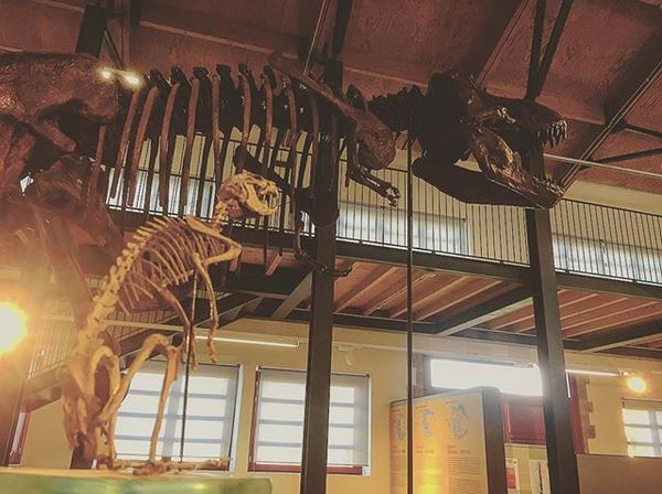 carboniamusei's tweet photo. #museo_pas #carbonia #sulcis #sardegna #fossili #fossils #theropoda #skeletons #dinosaur #dinosauro #paleontology #prolagus #prolagussardus #paleontologist  #sardinia #trex #tyrannosaurusrex #tirannosauro #scheletri  #animal #animals #museum
Foto: @ZoboliDaniel https://t.co/3Ze8pvRFeO