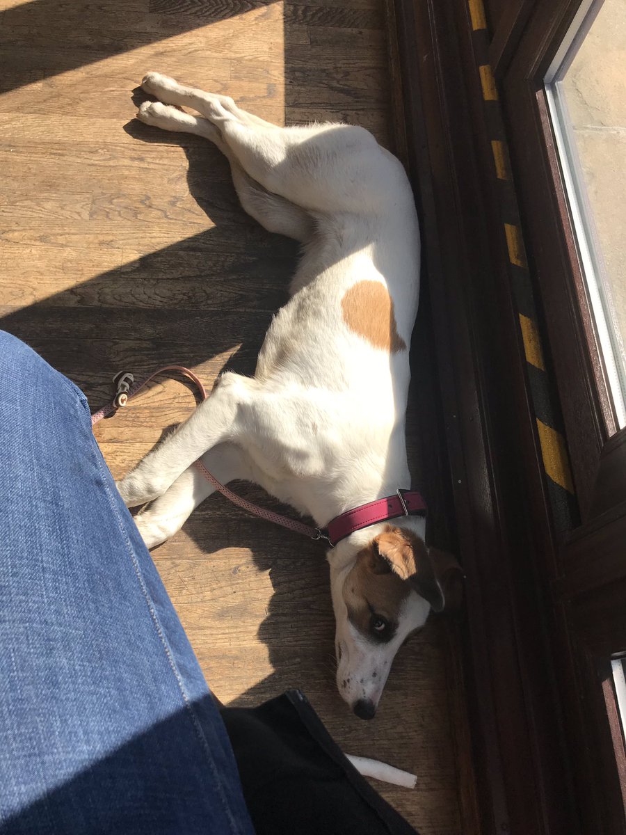allotmentwidow's tweet photo. Beautiful day for walk then coffee break! #funinthesun #rescuepup #AdoptDontShop #RescueDogs #crossbreads #onlyoneballlosttoday https://t.co/Prye7kXqgN