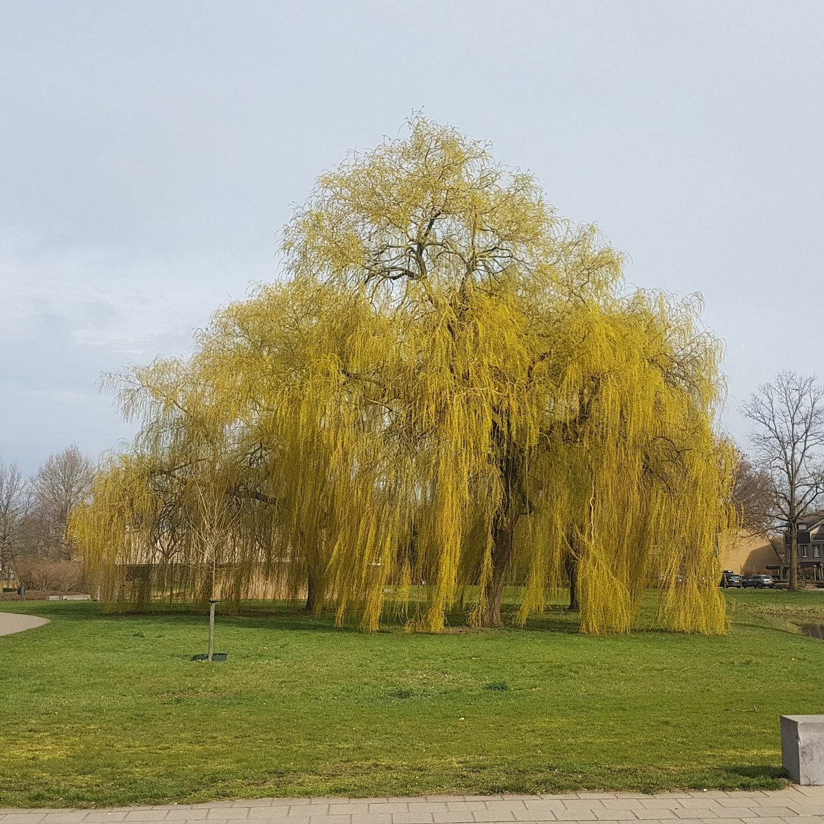 De treurwilgen staan er toch wel vrolijk bij zo in de ochtendzon 😁😎