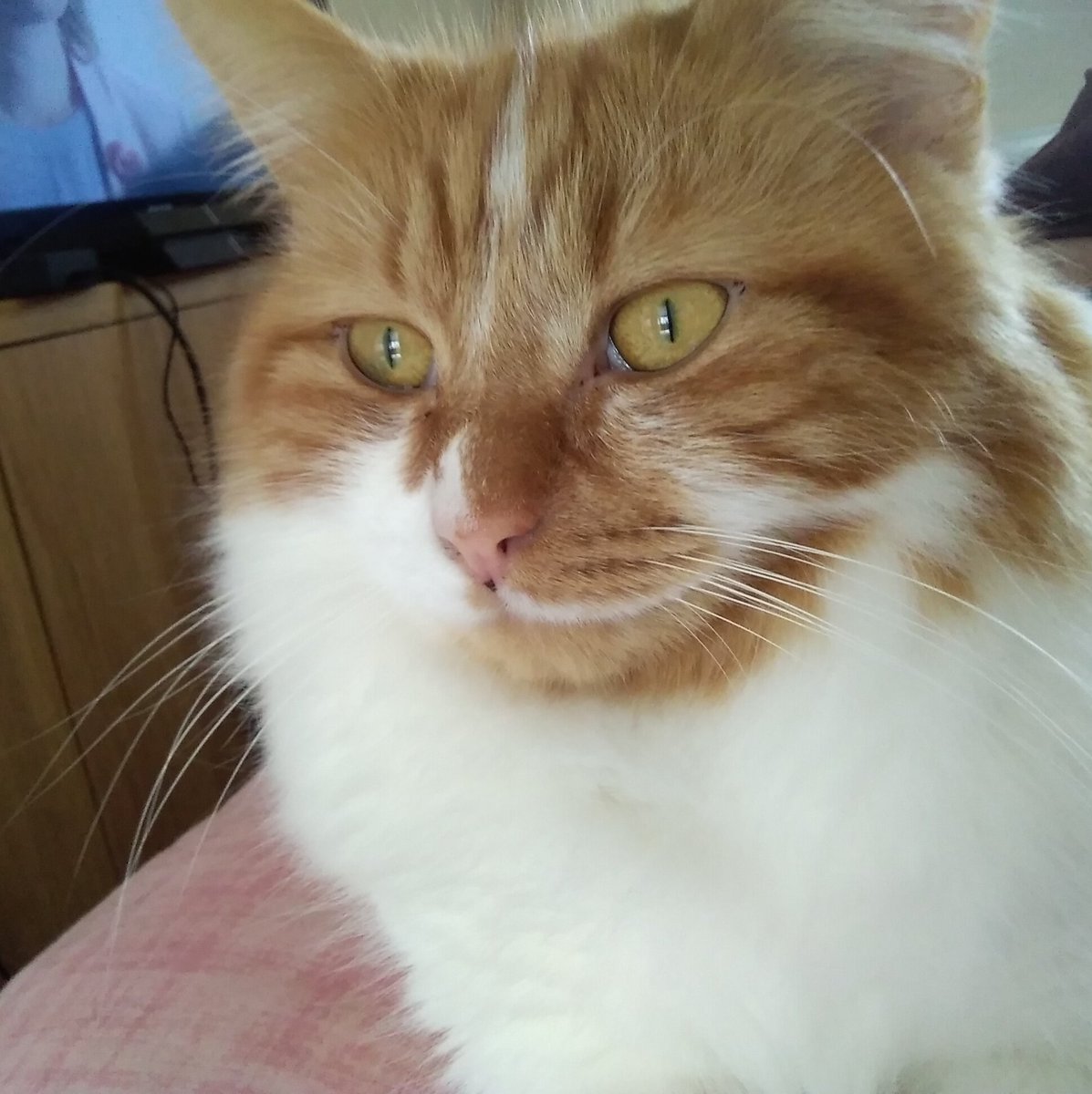 EClowder's tweet photo. Morning 😻
#catsoftwitter #cats #cat #catsofinstagram #cutecats #AdoptDontShop #catstagram #gingercat https://t.co/nvxOiZNY9h