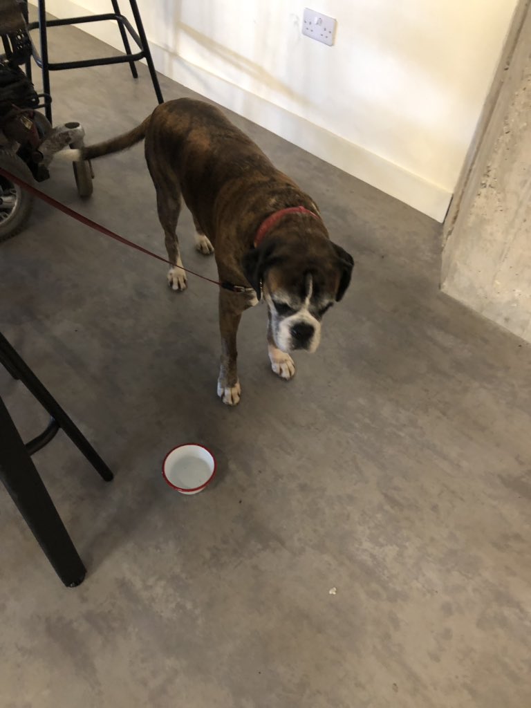 k9sheffield's tweet photo. Having brunch with @BoxerLaura at @Kommune_CH https://t.co/cbzwZaII91