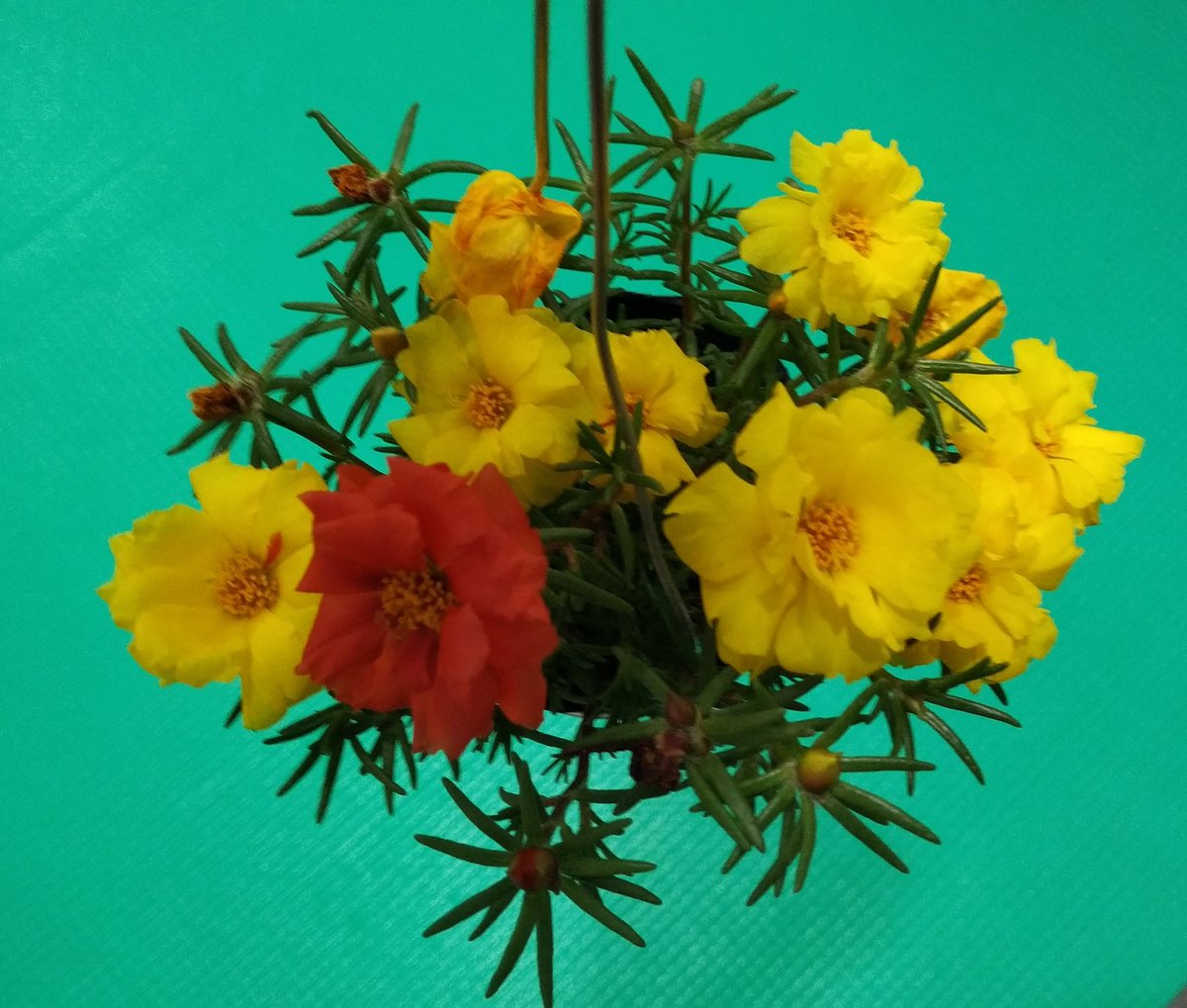 nmduy's tweet image. 