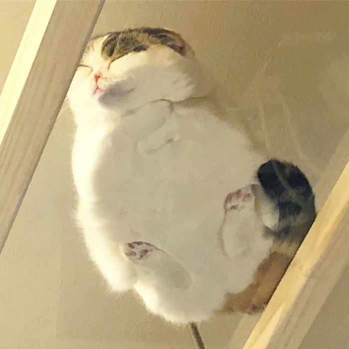 netgeekAnimal's tweet photo. 猫の飼い主がガラステーブルを買うべき理由 https://t.co/mekAVVhy6A