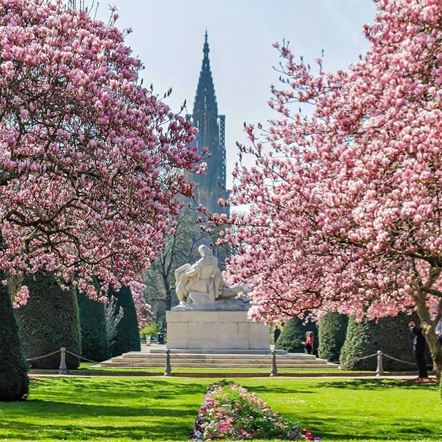 📷 @cosimix_1991
Sélection <a href="/unefillenalsace/">Céline #UneFilleEnAlsace</a> - - - - - -
Place de la République en fleurs 🌸💮😍
-
--
#WeLoveAlsace 
#printemps #spring #strasbourg #strasgram #instastrasbourg #primavera #eglise #church #cathedraledestrasbourg #cathedral #pink #pinkflowers #magnolia #clearsky…