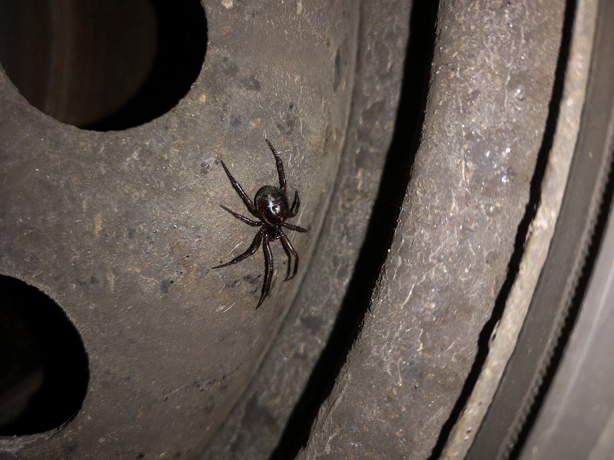 LNTBushcraft's tweet photo. Don't put your fingers where you wouldn't put your... Popped the wheel trim off to change the tire; 1 x dizzy false widdow was calling it home! For most no worse than a bee sting, in 2012 mine got infected and nearly claimed my hand! #NukeFromOrbit #WorkSafe #Spider https://t.co/40KjTlkmMf