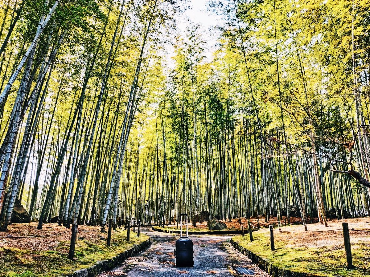 thinkTANKphoto's tweet photo. Very nice, Justin! @AskMOTT: Shooting in Japan with my trusty @thinkTANKphoto Airport International bag. @mottvisuals #thinktankpro #thinktankphoto #mottvisuals https://t.co/2skrNpJ8a6 https://t.co/2skrNpJ8a6