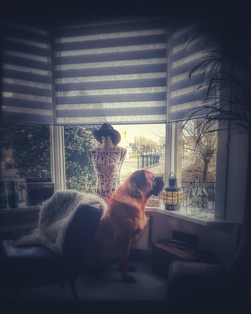 Rwever72's tweet photo. Guus heeft het perfecte plekje gevonden om te gluren naar de buren #dogslife #bordeauxdog x #rottweiler #guus #hondenleven #SundayMorning https://t.co/1U4iPFzqm5