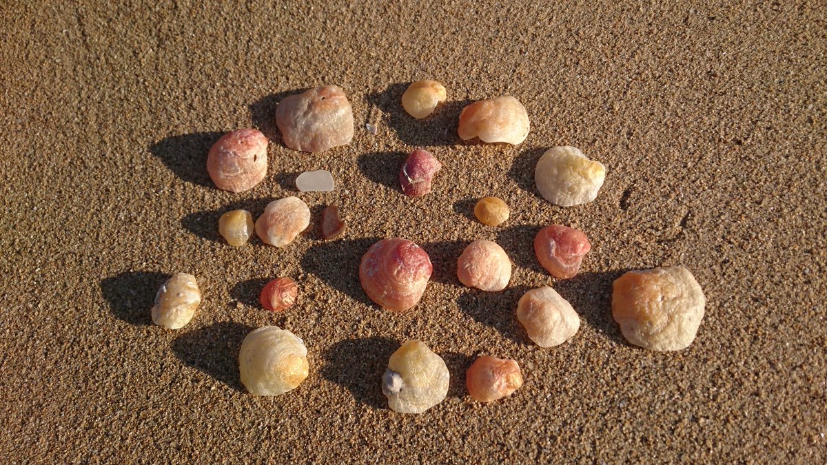 海の荒れた後なのかやたらに波間柏の貝殻を拾うた午後