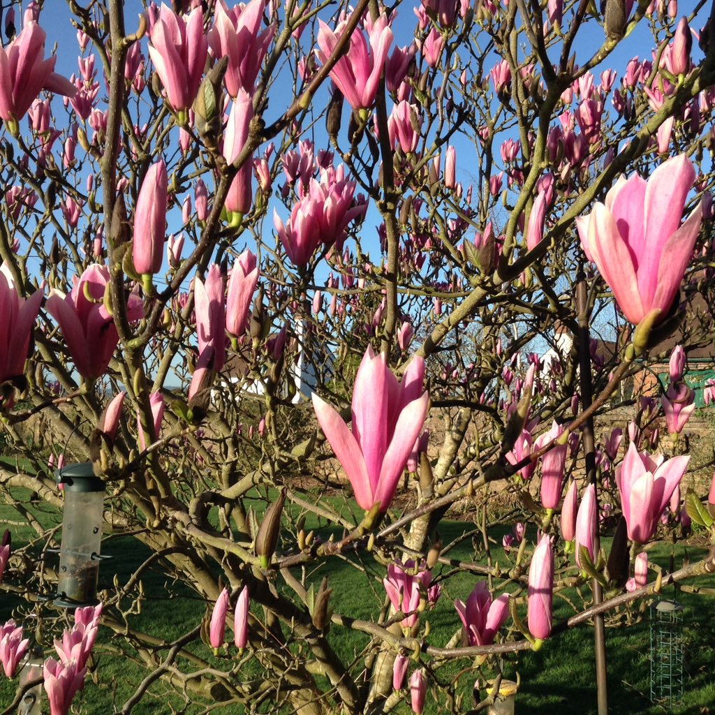 ChurchFarmShrop's tweet photo. Fab morning here at Church Farm #Shropshire #magnolia #bedandbreakfast #breakfast #ironbridge #accommodation https://t.co/uzev4gOnr9