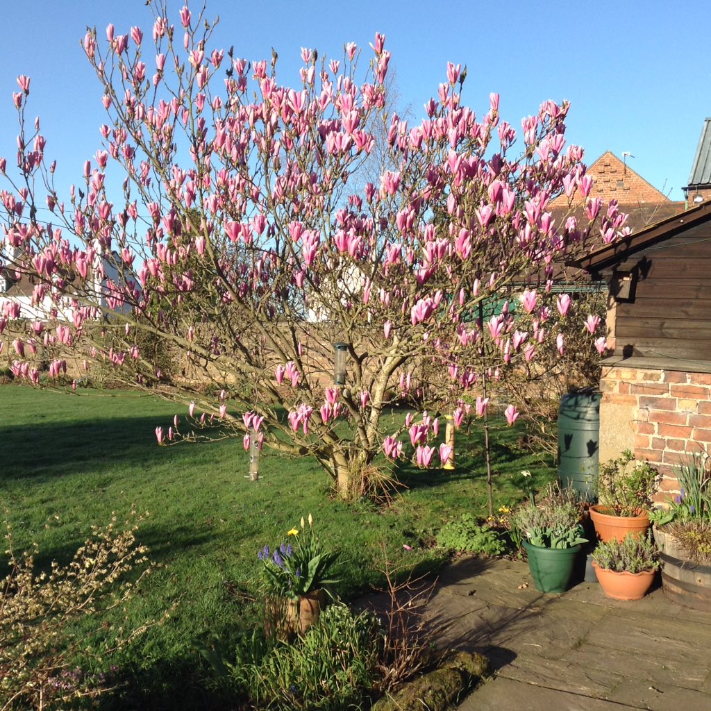 ChurchFarmShrop's tweet photo. Fab morning here at Church Farm #Shropshire #magnolia #bedandbreakfast #breakfast #ironbridge #accommodation https://t.co/uzev4gOnr9