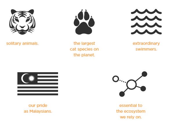 MYbabyz_project's tweet photo. There were 100,000β¦
Now, there are almost none.
Tigers, emblem of strength and bravery; apex predators that ensure the balance of the forest ecosystem. Due to unsustainable land-use practices and poaching, they are losing their habitat.
some facts about them
cr: WWF My. https://t.co/x4Y2ZY9EDP
