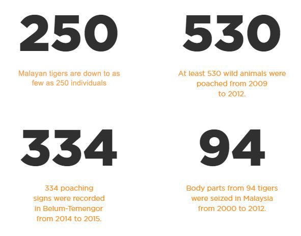 MYbabyz_project's tweet photo. There were 100,000β¦
Now, there are almost none.
Tigers, emblem of strength and bravery; apex predators that ensure the balance of the forest ecosystem. Due to unsustainable land-use practices and poaching, they are losing their habitat.
some facts about them
cr: WWF My. https://t.co/x4Y2ZY9EDP
