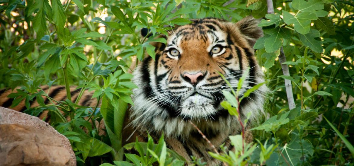 MYbabyz_project's tweet photo. So, why we are adopting them?
π―Secure funds for tiger monitoring and anti-poaching efforts
π―Monitor the land-use change surrounding tiger habitats
π―Increase awareness on the importance of tiger conservation
buy & donate now to save our tigers!
#BETHER34YOU #B34U #BAP https://t.co/VSXjV1H7z9