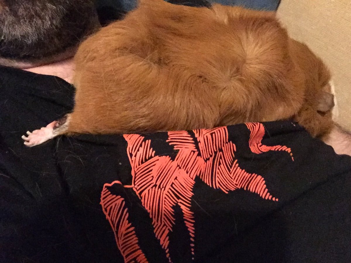 Piggypantaloons's tweet photo. It’s Sunday! Time to kick back and relax. Badger had cunningly wedged his #fluffypantaloonandfoot under pigdads tshirt, he isn’t going anywhere 🤣 #cuddlepig #gingerpantaloons #rufflesandhorns #stayingput https://t.co/5y13LIDh2q