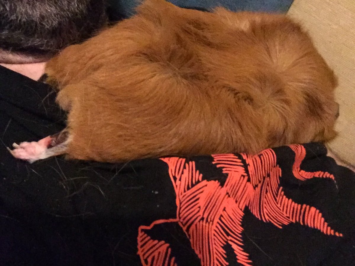 Piggypantaloons's tweet photo. It’s Sunday! Time to kick back and relax. Badger had cunningly wedged his #fluffypantaloonandfoot under pigdads tshirt, he isn’t going anywhere 🤣 #cuddlepig #gingerpantaloons #rufflesandhorns #stayingput https://t.co/5y13LIDh2q