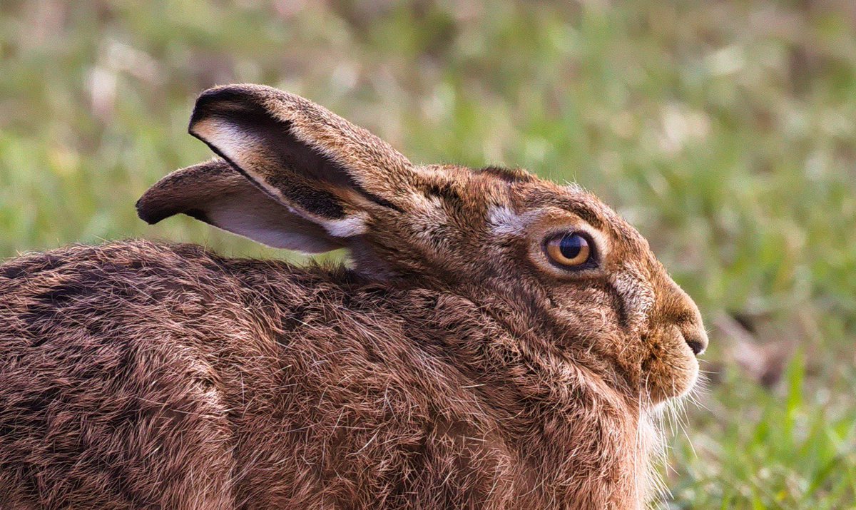 @RobGMacfarlane For @PoorFrankRaw, who shares great pictures of #Derbyshire hares on his Instagram account 💎
instagram.com/poorfrankraw
And birds, too 💗
#ukbirds #ukbirdphotography #hare