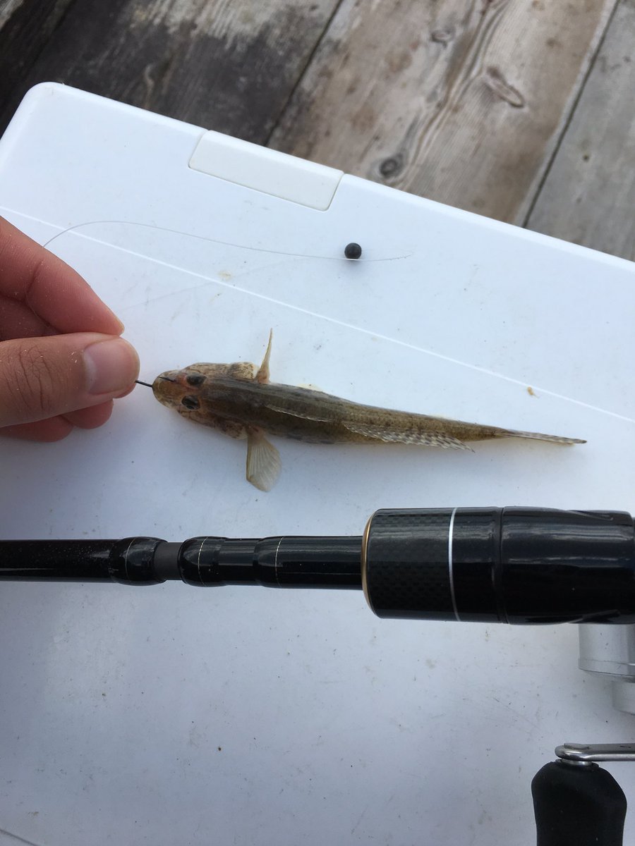 喜多丸 う ん 決まらねー ウグイじゃなぁー お昼くらいにたぶんチンタをバラしてしまった 釣り方はスタクラカップの時と同じ感じ ダンゴは3kgでカキエサの広角 落とし込みメイン また来たい 大住渡船 かかり釣り 大住渡船 チヌ